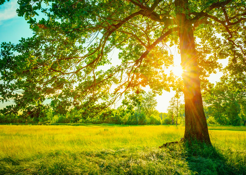 SOSTENIBILIDAD E INNOVACIÓN SOSTENIBILIDAD E INNOVACIÓN